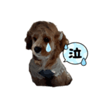 American cocer spaniel（個別スタンプ：14）
