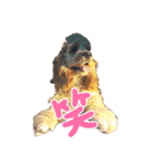 American cocer spaniel（個別スタンプ：15）