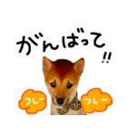 可愛いうちの柴犬（個別スタンプ：2）