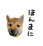 可愛いうちの柴犬（個別スタンプ：3）