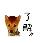 可愛いうちの柴犬（個別スタンプ：4）