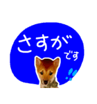 可愛いうちの柴犬（個別スタンプ：5）