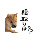 可愛いうちの柴犬（個別スタンプ：6）