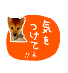 可愛いうちの柴犬（個別スタンプ：7）