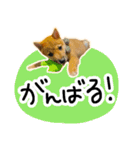 可愛いうちの柴犬（個別スタンプ：8）