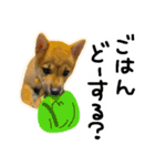 可愛いうちの柴犬（個別スタンプ：13）