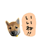 可愛いうちの柴犬（個別スタンプ：15）