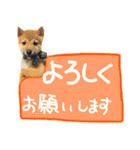 可愛いうちの柴犬（個別スタンプ：16）