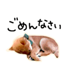 可愛いうちの柴犬（個別スタンプ：17）