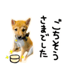 可愛いうちの柴犬（個別スタンプ：18）