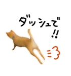 可愛いうちの柴犬（個別スタンプ：19）