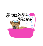 可愛いうちの柴犬（個別スタンプ：20）