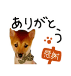 可愛いうちの柴犬（個別スタンプ：21）