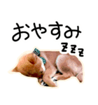 可愛いうちの柴犬（個別スタンプ：22）