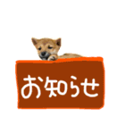 可愛いうちの柴犬（個別スタンプ：28）