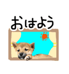 可愛いうちの柴犬（個別スタンプ：33）