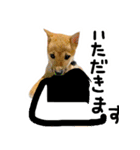 可愛いうちの柴犬（個別スタンプ：34）