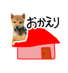 可愛いうちの柴犬（個別スタンプ：36）