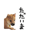 可愛いうちの柴犬（個別スタンプ：37）