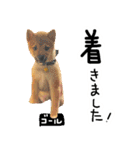 可愛いうちの柴犬（個別スタンプ：38）