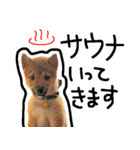 可愛いうちの柴犬（個別スタンプ：40）