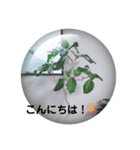 Botanicalスタンプ（個別スタンプ：2）