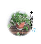 Botanicalスタンプ（個別スタンプ：7）