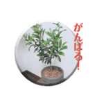 Botanicalスタンプ（個別スタンプ：9）