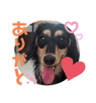 ダックス好きな人へ。3（個別スタンプ：3）