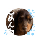 ダックス好きな人へ。3（個別スタンプ：4）
