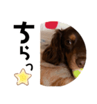 ダックス好きな人へ。3（個別スタンプ：5）