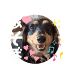 ダックス好きな人へ。3（個別スタンプ：6）