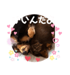 ダックス好きな人へ。3（個別スタンプ：11）