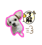 ワンコ系女子ハナちゃんのキモチ2（個別スタンプ：7）
