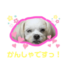 ワンコ系女子ハナちゃんのキモチ2（個別スタンプ：12）