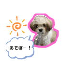 ワンコ系女子ハナちゃんのキモチ2（個別スタンプ：13）