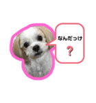 ワンコ系女子ハナちゃんのキモチ2（個別スタンプ：16）