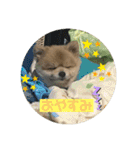 ポメラニアンのカイくん③（個別スタンプ：3）