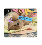 ポメラニアンのカイくん③（個別スタンプ：5）