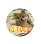 ポメラニアンのカイくん③（個別スタンプ：16）