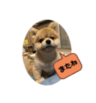 ポメラニアンのカイくん③（個別スタンプ：22）
