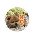 ポメラニアンのカイくん③（個別スタンプ：30）