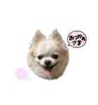 チワわんこLIFE 3（個別スタンプ：7）
