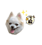 チワわんこLIFE 3（個別スタンプ：14）