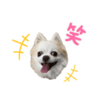 チワわんこLIFE 3（個別スタンプ：16）
