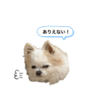 チワわんこLIFE 3（個別スタンプ：30）
