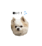 チワわんこLIFE 3（個別スタンプ：37）