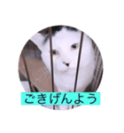 ガッシーねこーず40にゃんシリーズ㉟（個別スタンプ：4）