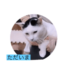 ガッシーねこーず40にゃんシリーズ㉟（個別スタンプ：7）