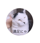 ガッシーねこーず40にゃんシリーズ㉟（個別スタンプ：17）